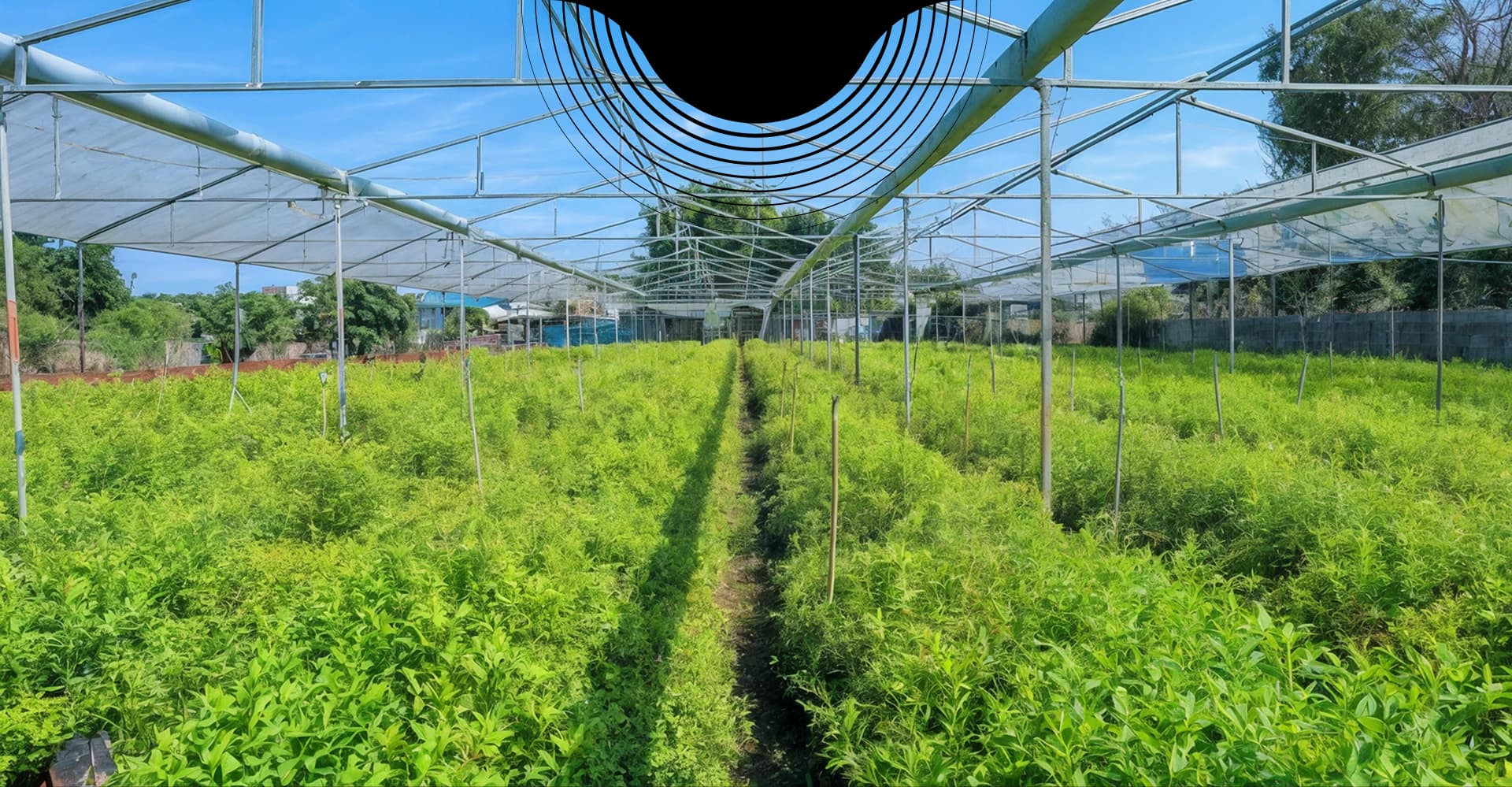 Mô hình cung cấp giống cây đạt chuẩn