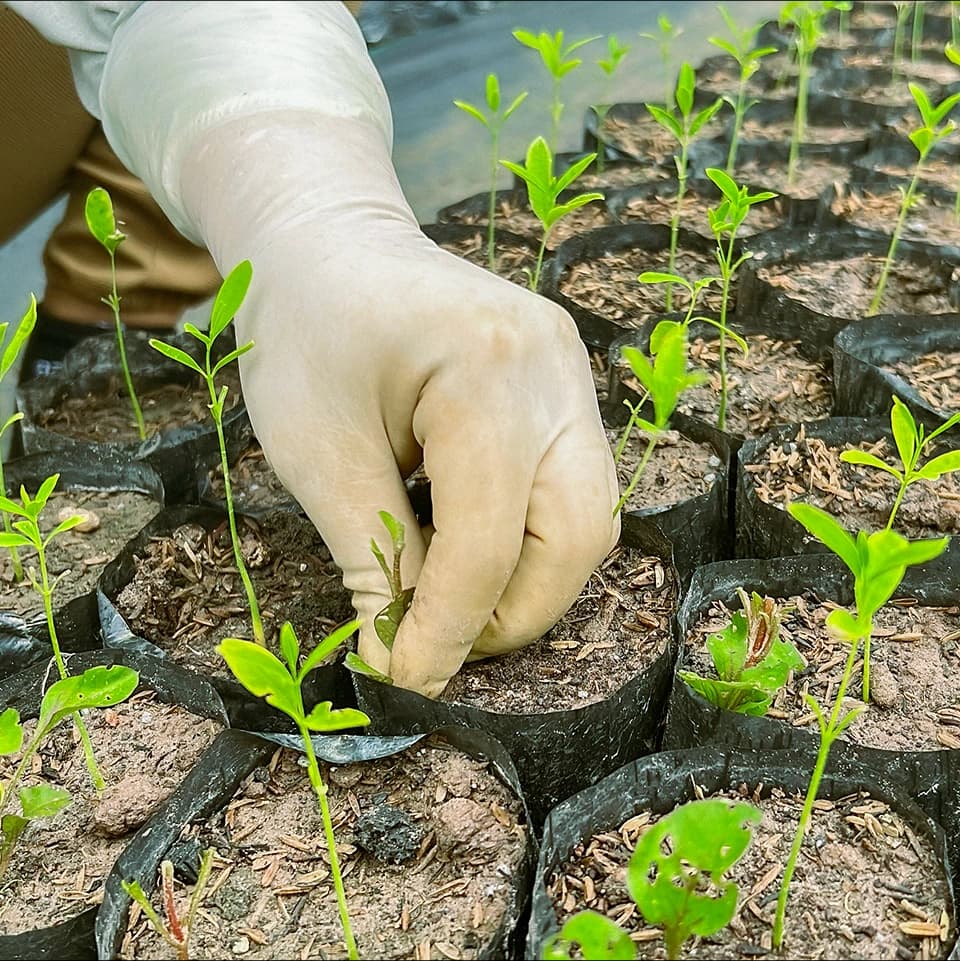 Kết nối với Đàn Hương Tây Nguyên