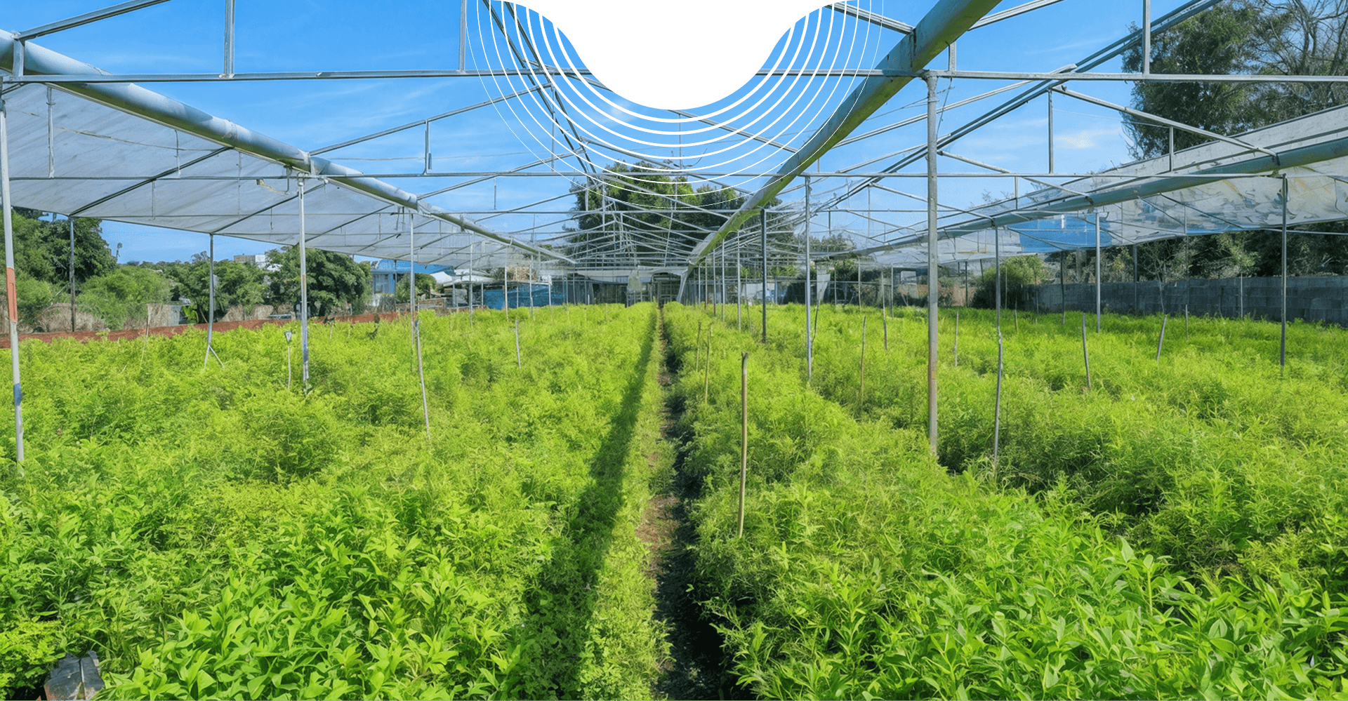 mo hinh giong cay dat chuan