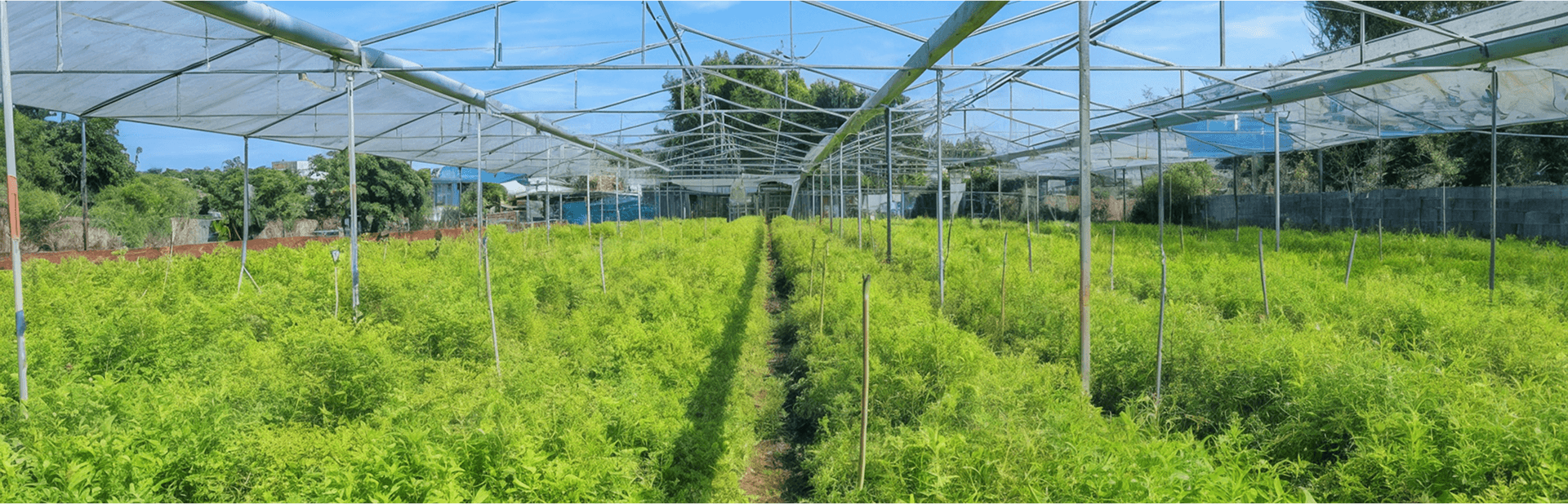 Đàn hương Tây Nguyên