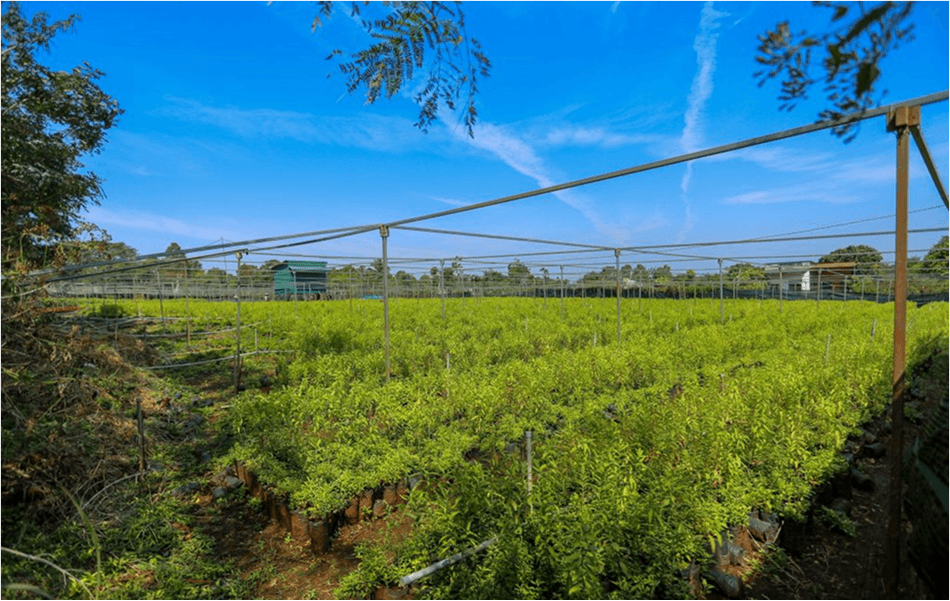 Mô hình trồng cây Đàn Hương tại Tây Nguyên