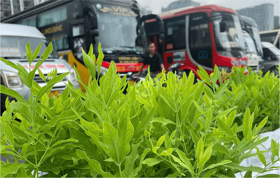 Vận chuyển cây Đàn Hương toàn quốc