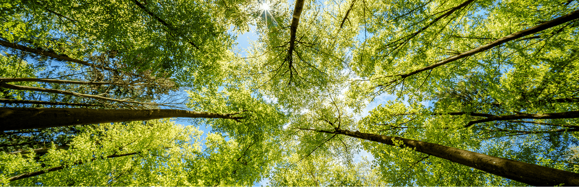 Câu chuyện về cây đàn hương