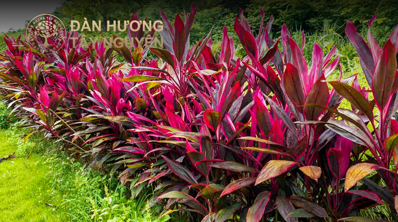 Trồng xen canh các loài cây kháng nấm: Một số loại thảo mộc như thuốc giấu, riềng tía, hoặc huyết dụ được biết đến với khả năng hạn chế sự lây lan của nấm.