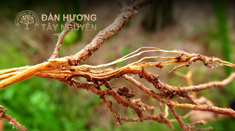Bệnh nấm rễ