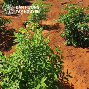 Cây đàn hương trắng – “Ứng viên sáng giá” của vùng đất đỏ bazan